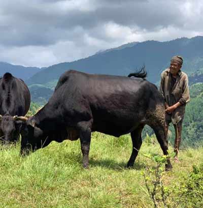 Ganaderia-Valle-Katmandu-viajes-emocionales
