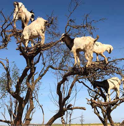 aceite-argan,-cabras-proceso-recogida-viaje-emocional-essaouira